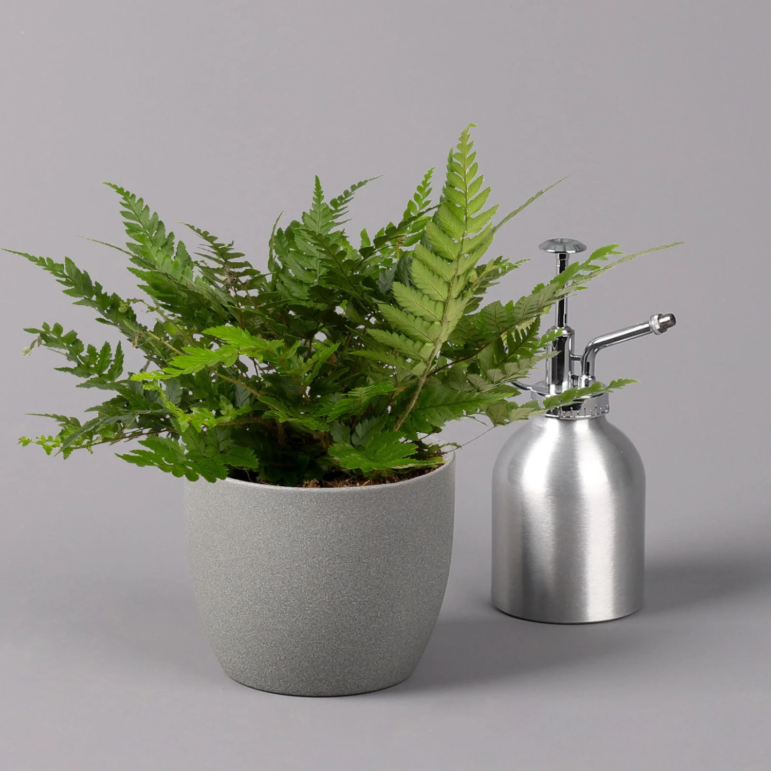 Polystichum Tsus-simense 'Biaristatum', Topf-Ø 12 Cm, Höhe Ca. 23 Cm, 3er-Set 4 Polystichum Tsus-simense 'Biaristatum', Topf-Ø 12 Cm, Höhe Ca. 23 Cm, 3er-Set - Image 4