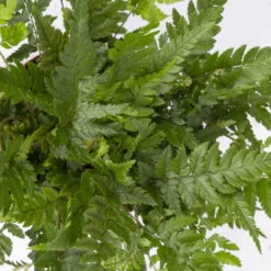 Polystichum Tsus-simense 'Biaristatum', Topf-Ø 12 Cm, Höhe Ca. 23 Cm, 3er-Set 11 Polystichum Tsus-simense 'Biaristatum', Topf-Ø 12 Cm, Höhe Ca. 23 Cm, 3er-Set -Compo Verkaufsgeschäft 0220190145 Polystichum tsussimense Biaristatum 3er Set 7