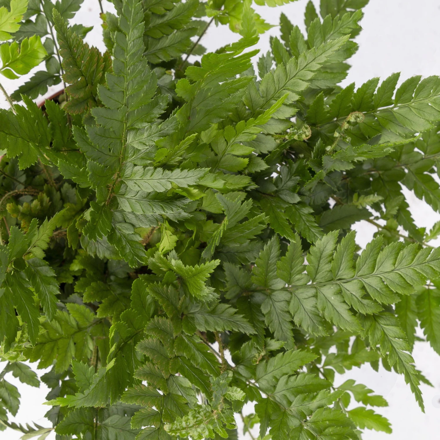Polystichum Tsus-simense 'Biaristatum', Topf-Ø 12 Cm, Höhe Ca. 23 Cm, 3er-Set 5 Polystichum Tsus-simense 'Biaristatum', Topf-Ø 12 Cm, Höhe Ca. 23 Cm, 3er-Set - Image 5