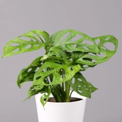 Monstera Adansonii Mit Keramiktopf Weiß, Topf-Ø 12 Cm, Höhe Ca. 25 Cm, 2er-Set -Compo Verkaufsgeschäft 0220350064 Monstera adansonii Dallas weiss 2