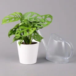 Monstera Adansonii Mit Keramiktopf Weiß, Topf-Ø 12 Cm, Höhe Ca. 25 Cm, 2er-Set -Compo Verkaufsgeschäft 0220350064 Monstera adansonii Dallas weiss 3