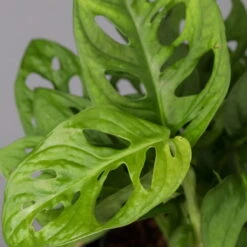 Monstera Adansonii Mit Keramiktopf Weiß, Topf-Ø 12 Cm, Höhe Ca. 25 Cm, 2er-Set -Compo Verkaufsgeschäft 0220350064 Monstera adansonii Dallas weiss 4