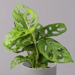 Monstera Adansonii, Topf-Ø 12 Cm, Höhe Ca. 25 Cm, 3er-Set -Compo Verkaufsgeschäft 0220350068 Monstera adansonii T12 3er Set 2