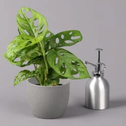 Monstera Adansonii, Topf-Ø 12 Cm, Höhe Ca. 25 Cm, 3er-Set -Compo Verkaufsgeschäft 0220350068 Monstera adansonii T12 3er Set 3