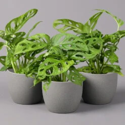 Monstera Adansonii, Topf-Ø 12 Cm, Höhe Ca. 25 Cm, 3er-Set