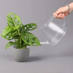 Monstera Adansonii, Topf-Ø 12 Cm, Höhe Ca. 25 Cm -Compo Verkaufsgeschäft 0220350069 Monstera adansonii1 T12 3