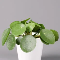Pilea Peperomioides In Topf Dallas Weiß, Topf-Ø 12 Cm, Höhe Ca. 20 Cm, 2er-Set -Compo Verkaufsgeschäft 0220450176 Pilea peperomioides Dallas weiss 2