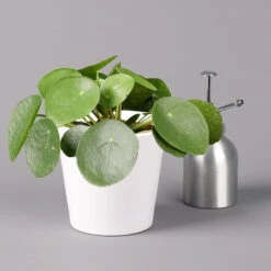 Pilea Peperomioides In Topf Dallas Weiß, Topf-Ø 12 Cm, Höhe Ca. 20 Cm, 2er-Set -Compo Verkaufsgeschäft 0220450176 Pilea peperomioides Dallas weiss 3
