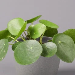 Pilea Peperomioides, Topf-Ø 12 Cm, Höhe Ca. 20 Cm, 3er-Set -Compo Verkaufsgeschäft 0220450177 Pilea peperomoides T12 2