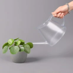 Pilea Peperomioides, Topf-Ø 12 Cm, Höhe Ca. 20 Cm, 3er-Set -Compo Verkaufsgeschäft 0220450177 Pilea peperomoides T12 3