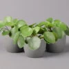 Pilea Peperomioides, Topf-Ø 12 Cm, Höhe Ca. 20 Cm, 3er-Set -Compo Verkaufsgeschäft 0220450177 Pilea peperomoides T12 3er Set2 108835