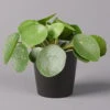 Pilea Peperomioides In Topf Dallas Anthrazit, Topf-Ø 12 Cm, H: Ca. 20 Cm -Compo Verkaufsgeschäft 0220450182 Pilea peperomioides Dallas anthrazit 12