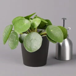 Pilea Peperomioides In Topf Dallas Anthrazit, Topf-Ø 12 Cm, H: Ca. 20 Cm -Compo Verkaufsgeschäft 0220450182 Pilea peperomioides Dallas anthrazit 32