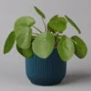 Pilea Peperomioides In Übertopf Vibes Blau, Topf-Ø 12 Cm, H: Ca. 20 Cm 16 Pilea Peperomioides In Übertopf Vibes Blau, Topf-Ø 12 Cm, H: Ca. 20 Cm -Compo Verkaufsgeschäft 0220450224 Pilea pepromioides in uebertopf blau 12cmT H20cm Elho Vibes 125191