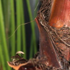 Fächerpalme, Topf-Ø 21 Cm, Höhe Ca. 85 Cm 7 Fächerpalme, Topf-Ø 21 Cm, Höhe Ca. 85 Cm -Compo Verkaufsgeschäft 0220502053 Washingtonia Robusta