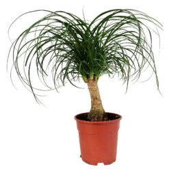 Elefantenfuß, Stamm, Topf-Ø 17 Cm, Höhe Ca. 30-50 Cm