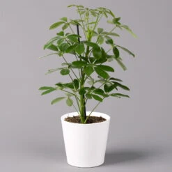 Strahlenaralie 'Nora' Inkl. Übertopf Dallas Weiß, Topf-Ø 13 Cm, 3er-Set 9 Strahlenaralie 'Nora' Inkl. Übertopf Dallas Weiß, Topf-Ø 13 Cm, 3er-Set -Compo Verkaufsgeschäft 0220550536 Schefflera Nora im Topf Dallas weiss 1