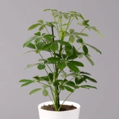 Strahlenaralie 'Nora' Inkl. Übertopf Dallas Weiß, Topf-Ø 13 Cm, 3er-Set 10 Strahlenaralie 'Nora' Inkl. Übertopf Dallas Weiß, Topf-Ø 13 Cm, 3er-Set -Compo Verkaufsgeschäft 0220550536 Schefflera Nora im Topf Dallas weiss 2