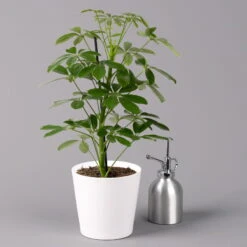 Strahlenaralie 'Nora' Inkl. Übertopf Dallas Weiß, Topf-Ø 13 Cm, 3er-Set 11 Strahlenaralie 'Nora' Inkl. Übertopf Dallas Weiß, Topf-Ø 13 Cm, 3er-Set -Compo Verkaufsgeschäft 0220550536 Schefflera Nora im Topf Dallas weiss 3