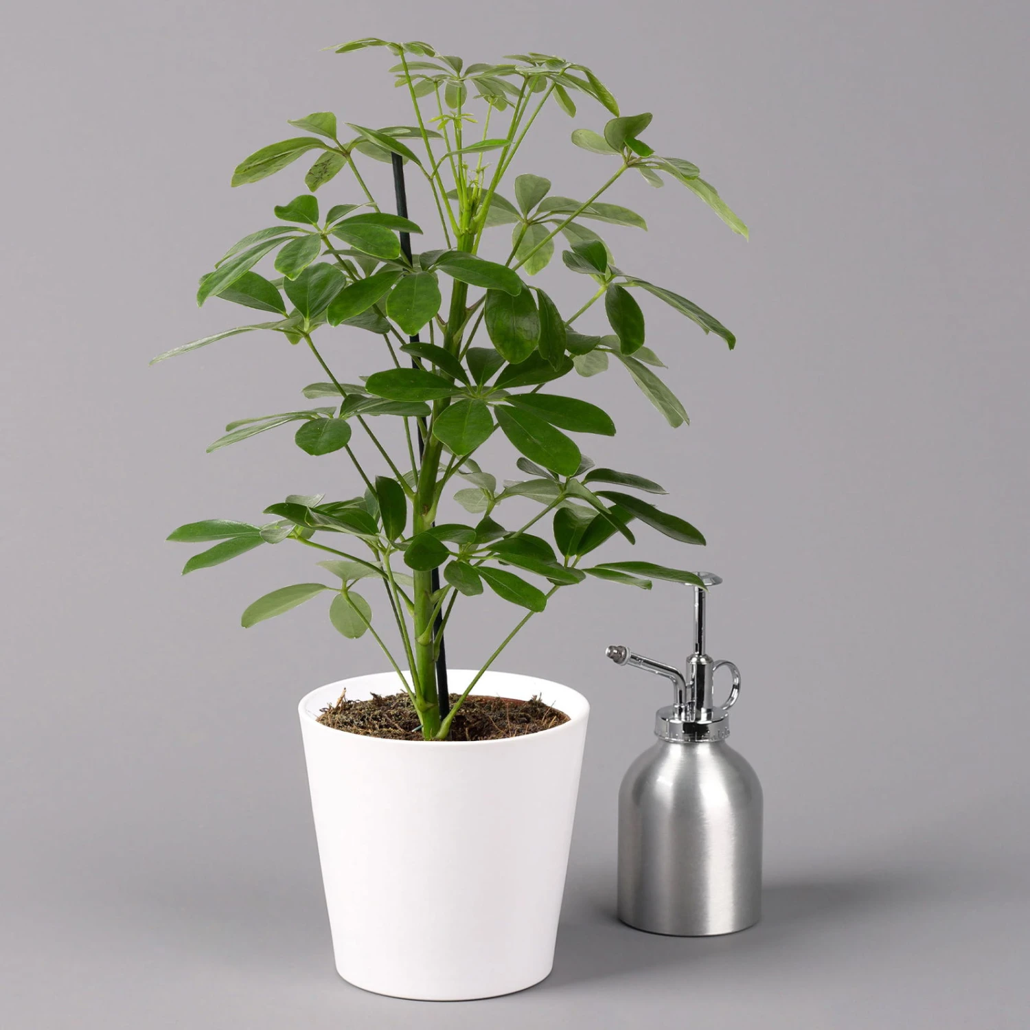 Strahlenaralie 'Nora' Inkl. Übertopf Dallas Weiß, Topf-Ø 13 Cm, 3er-Set 4 Strahlenaralie 'Nora' Inkl. Übertopf Dallas Weiß, Topf-Ø 13 Cm, 3er-Set - Image 4