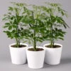 Strahlenaralie 'Nora' Inkl. Übertopf Dallas Weiß, Topf-Ø 13 Cm, 3er-Set -Compo Verkaufsgeschäft 0220550536 Schefflera Nora im Topf Dallas weiss 3er Set2