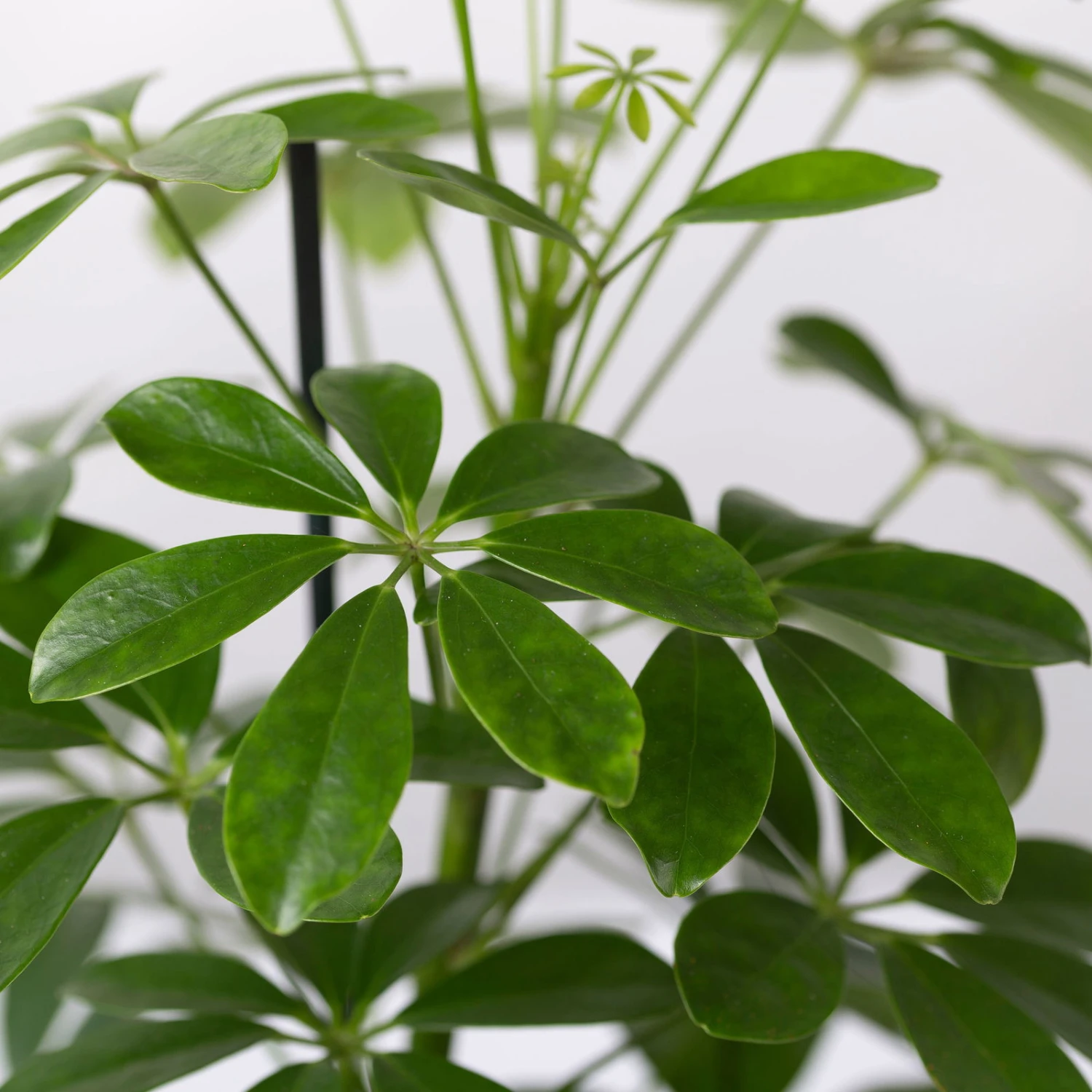 Strahlenaralie 'Nora' Inkl. Übertopf Dallas Weiß, Topf-Ø 13 Cm, 3er-Set 5 Strahlenaralie 'Nora' Inkl. Übertopf Dallas Weiß, Topf-Ø 13 Cm, 3er-Set - Image 5