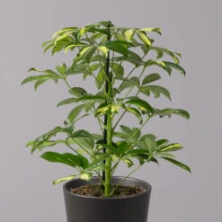 Strahlenaralie 'Gerda' In Keramiktopf Anthrazit, Topf-Ø 13cm, Höhe 55cm, 2er-Set -Compo Verkaufsgeschäft 0220550545 Schefflera Gerda im Topf Dallas anthr 2