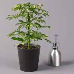 Strahlenaralie 'Gerda' In Keramiktopf Anthrazit, Topf-Ø 13cm, Höhe 55cm, 2er-Set -Compo Verkaufsgeschäft 0220550545 Schefflera Gerda im Topf Dallas anthr 3