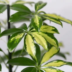 Strahlenaralie 'Gerda' In Keramiktopf Anthrazit, Topf-Ø 13cm, Höhe 55cm, 2er-Set -Compo Verkaufsgeschäft 0220550545 Schefflera Gerda im Topf Dallas anthr 4