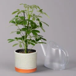 Strahlenaralie 'Nora' In Keramiktopf Lauren Grün, Topf-Ø 13 Cm, Höhe Ca. 45 Cm -Compo Verkaufsgeschäft 0220550561 Schefflera Nora mit Uebertopf Lauren gruen 3 113323