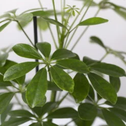 Strahlenaralie 'Nora' In Keramiktopf Lauren Grün, Topf-Ø 13 Cm, Höhe Ca. 45 Cm -Compo Verkaufsgeschäft 0220550561 Schefflera Nora mit Uebertopf Lauren gruen 4 113324