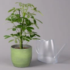 Strahlenaralie 'Nora' In Keramiktopf Bergamo Grün, Topf-Ø 13 Cm, Höhe Ca. 45 Cm -Compo Verkaufsgeschäft 0220550563 Schefflera Nora mit Uebertopf Bergamo gruen 3 113331