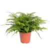 Asplenium 'Parvati', Topf-Ø 23 Cm, Höhe Ca. 50 Cm -Compo Verkaufsgeschäft 0220601388 Asplenium Parvati 24cm Topf Hoehe 50cm 119378