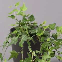 Efeu Inkl. Keramiktopf Dallas Anthrazit, Topf-Ø 12/13 Cm, 2er-Set -Compo Verkaufsgeschäft 0220650250 Hedera gruen in Topf Dallas anthrazit 2