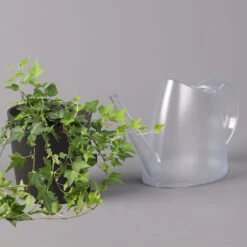 Efeu Inkl. Keramiktopf Dallas Anthrazit, Topf-Ø 12/13 Cm, 2er-Set -Compo Verkaufsgeschäft 0220650250 Hedera gruen in Topf Dallas anthrazit 3