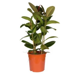 Gummibaum 'Robusta', Topf-Ø 27 Cm, Höhe Ca. 90 Cm -Compo Verkaufsgeschäft 0220750774 Ficus elastica Robusta 27cm Topf Hoehe 90cm 2