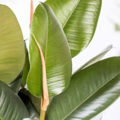 Gummibaum 'Robusta', Topf-Ø 27 Cm, Höhe Ca. 90 Cm -Compo Verkaufsgeschäft 0220750774 Ficus elastica Robusta1