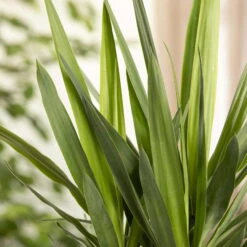 Palmlilie, Topf-Ø 27 Cm, Höhe Ca. 110 Cm -Compo Verkaufsgeschäft 0220850134 Yucca auf Stamm verzweigt1 1