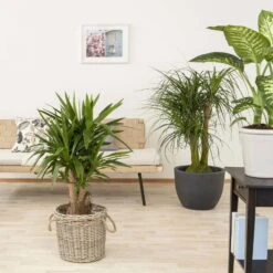 Palmlilie, Topf-Ø 27 Cm, Höhe Ca. 110 Cm -Compo Verkaufsgeschäft 0220850158 Yucca eleph verzweigt