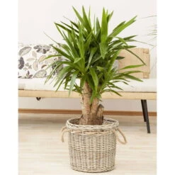 Palmlilie, Topf-Ø 27 Cm, Höhe Ca. 110 Cm -Compo Verkaufsgeschäft 0220850158 Yucca eleph verzweigt1