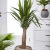 Palmlilie 'Maya Tree', Topf-Ø 24 Cm, Höhe Ca. 100 Cm -Compo Verkaufsgeschäft 0220850193 Yucca eleph Maya Tree 45 Stamm 24cm 100cm1 1 117736