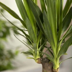 Palmlilie, Topf-Ø 17 Cm, Höhe Ca. 60-80 Cm -Compo Verkaufsgeschäft 0220850207 Yucca eleph Yucca 3er Tuff1