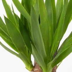 Palmlilie Mit Keramiktopf Dallas Weiß, Höhe Ca. 40-45cm, Topf-Ø 11/12cm, 3er-Set -Compo Verkaufsgeschäft 0220850245 Yucca elephantipes Topf Dallas weiss 4