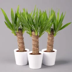 Palmlilie Mit Keramiktopf Dallas Weiß, Höhe Ca. 40-45cm, Topf-Ø 11/12cm, 3er-Set