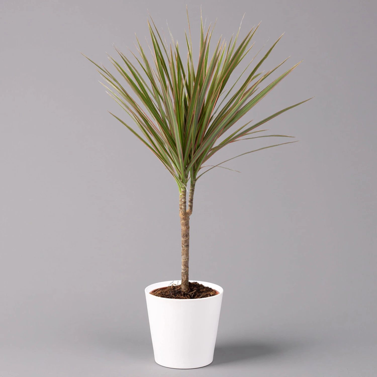 Drachenbaum 'Bicolor', Topf-Ø 13 Cm, Inkl. Keramiktopf Dallas Weiß 1 Drachenbaum 'Bicolor', Topf-Ø 13 Cm, Inkl. Keramiktopf Dallas Weiß