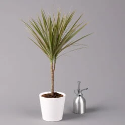 Drachenbaum 'Bicolor', Topf-Ø 13 Cm, Inkl. Keramiktopf Dallas Weiß 9 Drachenbaum 'Bicolor', Topf-Ø 13 Cm, Inkl. Keramiktopf Dallas Weiß -Compo Verkaufsgeschäft 0221100083 Dracaena marg Bicolor im Dallas weiss 32