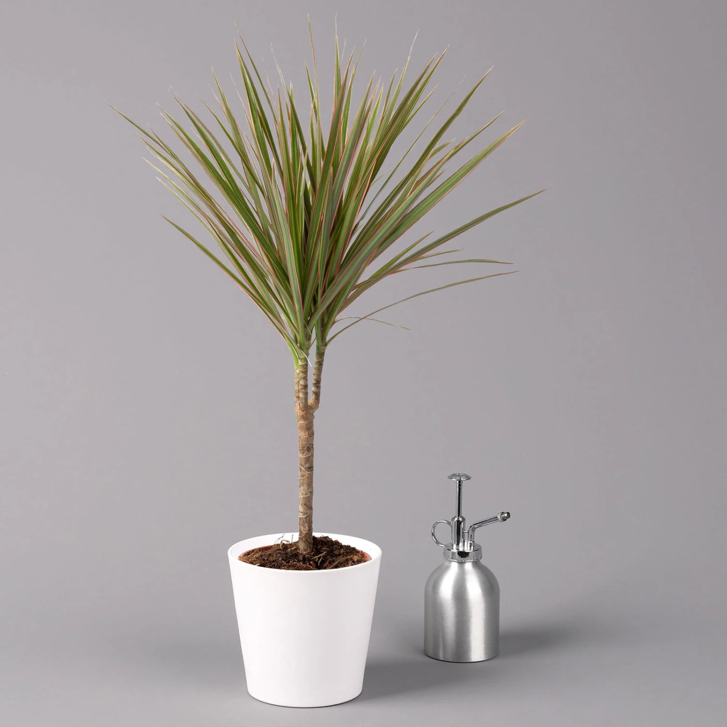 Drachenbaum 'Bicolor', Topf-Ø 13 Cm, Inkl. Keramiktopf Dallas Weiß 3 Drachenbaum 'Bicolor', Topf-Ø 13 Cm, Inkl. Keramiktopf Dallas Weiß – Bild 3