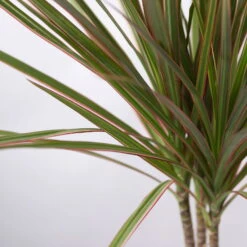 Drachenbaum 'Bicolor', Topf-Ø 13 Cm, Inkl. Keramiktopf Dallas Weiß 10 Drachenbaum 'Bicolor', Topf-Ø 13 Cm, Inkl. Keramiktopf Dallas Weiß -Compo Verkaufsgeschäft 0221100083 Dracaena marg Bicolor im Dallas weiss 42