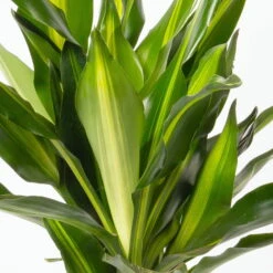 Duftender Drachenbaum 'Cintho', Topf-Ø 19 Cm, , Höhe Ca. 45 Cm -Compo Verkaufsgeschäft 0221300007 Dracaena f Cintho 2er Tuff 19cm 2