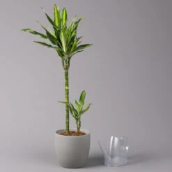 Duftender Drachenbaum 'Cintho', Topf-Ø 19 Cm, , Höhe Ca. 45 Cm -Compo Verkaufsgeschäft 0221300007 Dracaena f Cintho 2er Tuff 19cm 3